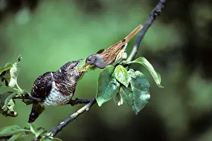 Dunnock: Cuckoo - young fed by Dunnock