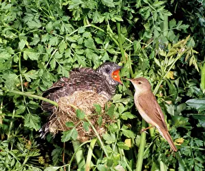 Canorus: Cuckoo - young being fed at nest by Reed Warbler