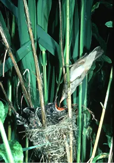 Begging: Cuckoo - young being fed by Reed Warbler