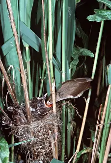 Deception: CUCKOO - young being fed by Reed warbler, in Reed
