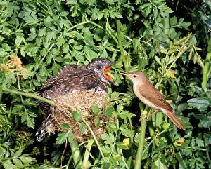 Canorus: Cuckoo - young in nest being fed by Reed Warbler