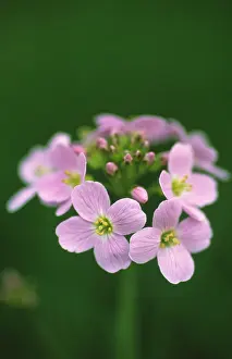 Smock: Cuckooflower