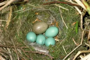 Size: CUCKOO'S egg - in DUNNOCK / Hedge Sparrows nest with eggs