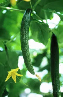 Cucumis: Cucumber