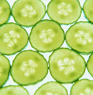 Cucumis: Cucumber