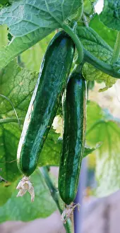 Cucumis: Cucumber