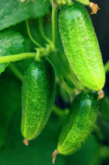 Cucumis: Cucumber