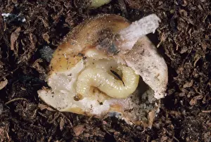 Grub: Cucumber Beetle larva