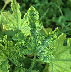 Distorted: Cucumber Green Mottle Virus on Zucchini leaf