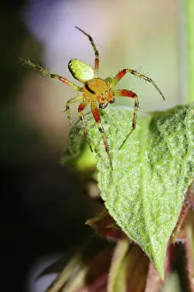 Araniella: Cucumber green Spider (Araniella cucurbitina) male