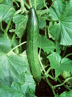 Cucumbers: CUCUMBER - growing on plant