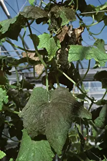 Mold: Cucumber leaf