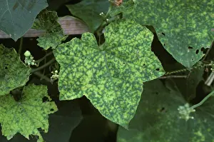 Chlorosis: Cucumber Mosaic Virus on Squash leaf