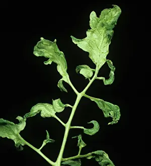 Distorted: Cucumber mosaic virus on tomato plant