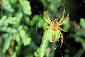 Weavers: Cucumber Spider