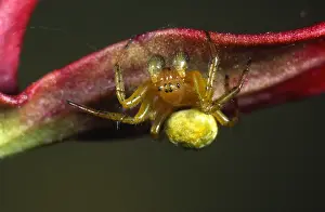 Cucumber: Cucumber Spider (Araniella cucurbitina) underne
