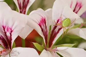 Araniella: Cucumber Spider on lily