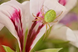 Araniella: Cucumber Spider on lily