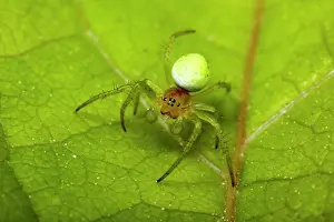 Araniella: Cucumber Spider - male