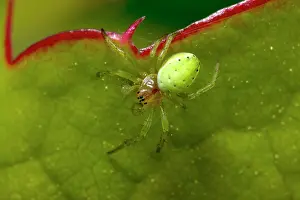 Araniella: Cucumber Spider - male