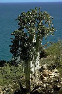 Yemen: CUCUMBER TREE
