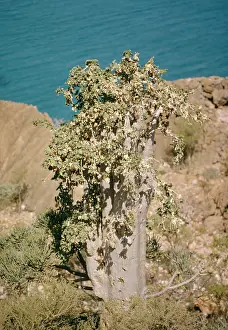 Yemen: Cucumber Tree