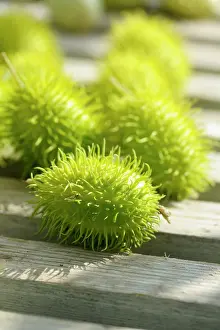 Cucumis: Cucumber, Wild Cucumber, Cucumis africanus, Spiky green vege