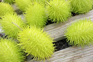 Cucumis: Cucumber, Wild Cucumber, Cucumis africanus, Spiky green vege