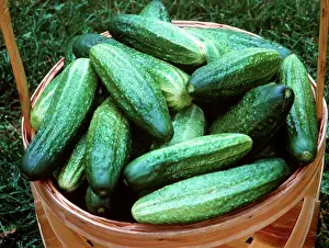 Cucumbers: CUCUMBERS - in basket