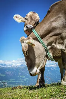 Adige: Cuddling cows on alpine meadow, Pustertal and mo