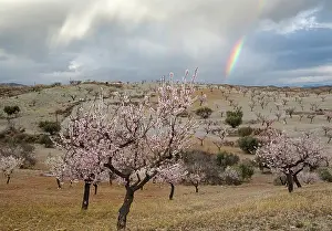 Orchards: Cultivated Almond Trees