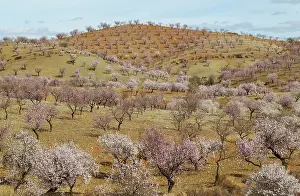 Orchards: Cultivated Almond Trees - in full blossom - February