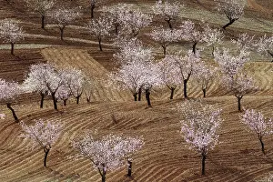 Orchards: Cultivated Almond Trees - in full blossom - February