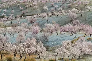 Orchards: Cultivated Almond Trees - in full blossom - February