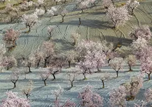 Orchards: Cultivated Almond Trees - in full blossom - February