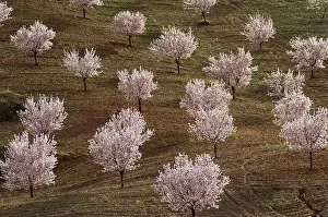 Orchards: Cultivated Almond Trees - in full blossom - February