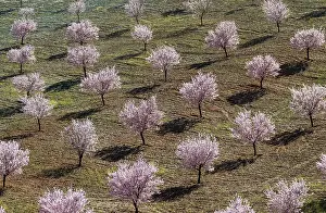 Orchards: Cultivated Almond Trees - in full blossom - February