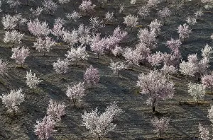 Orchards: Cultivated Almond Trees - in full blossom - February