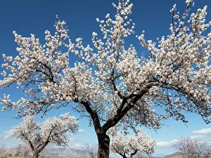 Orchards: Cultivated Almond Trees - in full blossom - February
