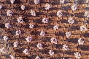 Dulcis: Cultivated almond trees (Prunus dulcis) in full