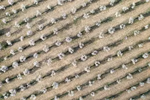 Dulcis: Cultivated almond trees (Prunus dulcis) in full