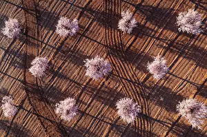 Prunus: Cultivated almond trees (Prunus dulcis) in full
