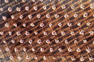 Cultivated almond trees (Prunus dulcis) in full