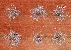 Prunus: Cultivated almond trees (Prunus dulcis) in full