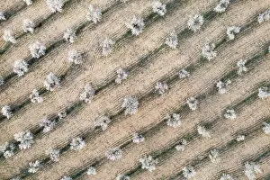 Prunus: Cultivated almond trees (Prunus dulcis) in full