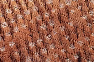 Prunus: Cultivated almond trees (Prunus dulcis) in full