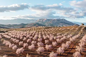 Prunus: Cultivated almond trees (Prunus dulcis) in full