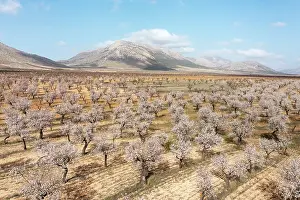 Prunus: Cultivated almond trees (Prunus dulcis) in full