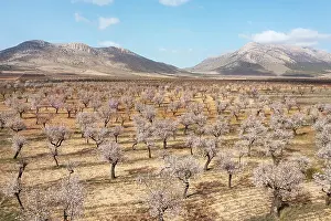 Prunus: Cultivated almond trees (Prunus dulcis) in full