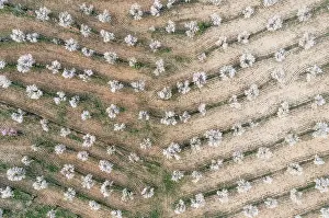 Prunus: Cultivated almond trees (Prunus dulcis) in full